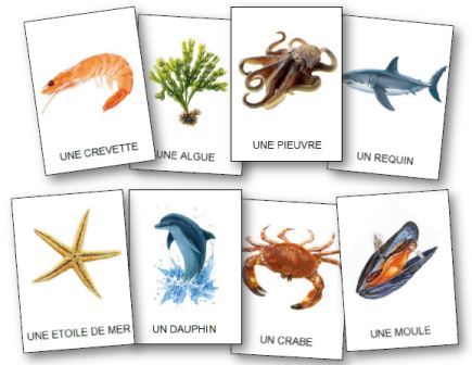 Vocabulaire sur les animaux de la mer, imagier mer maternelle