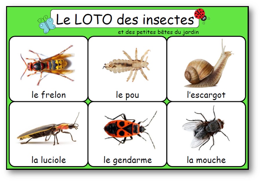 Bingo insectes