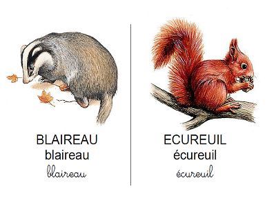 Imagiers des animaux à imprimer - Plus de 200 fiches de vocabulaire en  français