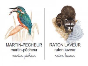Vocabulaire les animaux du bord de l'eau