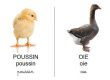 Vocabulaire les animaux de la ferme