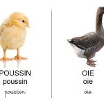 Vocabulaire les animaux de la ferme