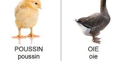 Vocabulaire les animaux de la ferme