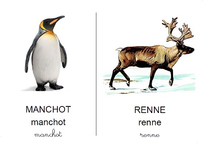 Imagiers des animaux à imprimer - Plus de 200 fiches de vocabulaire en  français