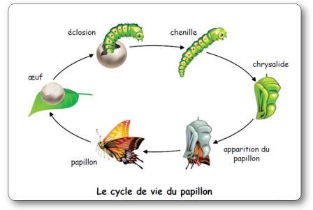 Cycle de vie du papillon Elevage de chenilles et de papillons en classe maternelle