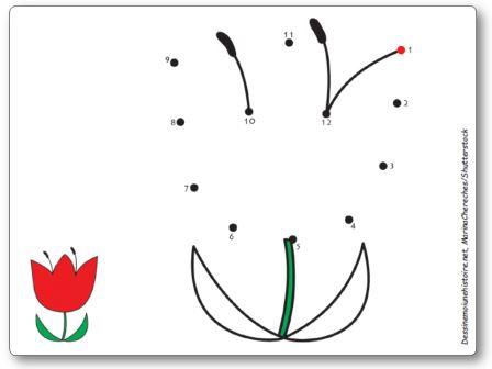 Points à relier 1 à 12 Tulipe fleur