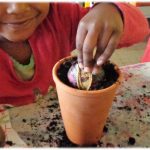 Séquence Planter des jacinthes en maternelle