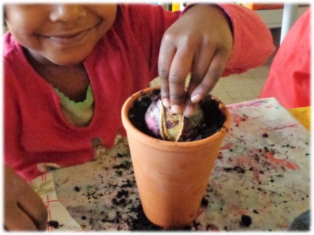 sequence-plantation-jacinthe-maternelle Séquence Planter des jacinthes en maternelle