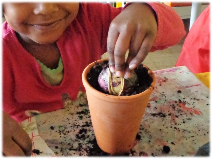 Séquence Planter des jacinthes en maternelle