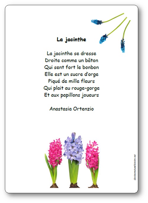 Poesie La jacinthe