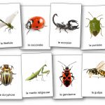 imagier insectes