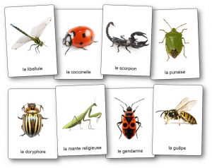 imagier insectes