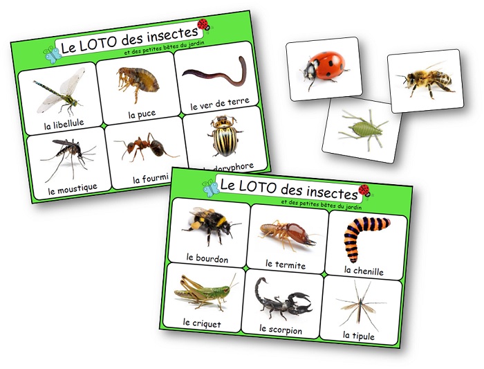 A4 feuilleté Poster-Mini bêtes Que les insectes peut-on trouver dans le jardin aujourd'hui? 