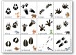 Jeu sur les empreintes des animaux de la forêt