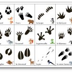Jeu sur les empreintes des animaux de la forêt