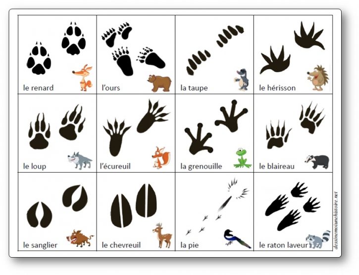 Jeu sur les empreintes des animaux de la forêt