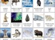 Imagier de la banquise, des animaux polaires et de la culture nordique