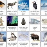 Imagier de la banquise, des animaux polaires et de la culture nordique