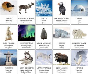 Animaux Arctique Liste