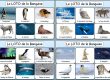Image de la planche de loto de la banquise et des pôles