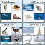 Image de la planche de loto de la banquise et des pôles