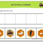 Cycle de vie des abeilles en maternelle