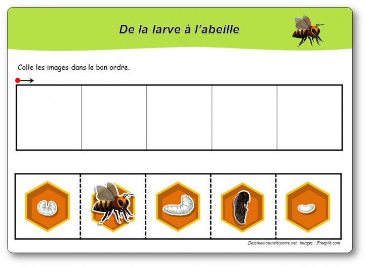 Cycle de vie des abeilles en maternelle