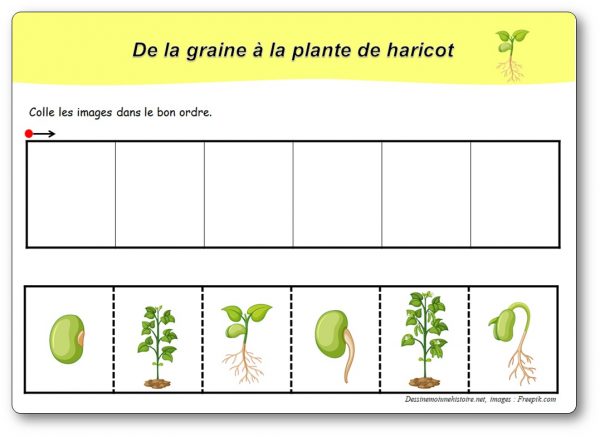 images-s-quentielles-de-la-graine-la-plante-de-haricot