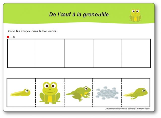 images-sequentielles-tetard-a-la-grenouille-cycle-1