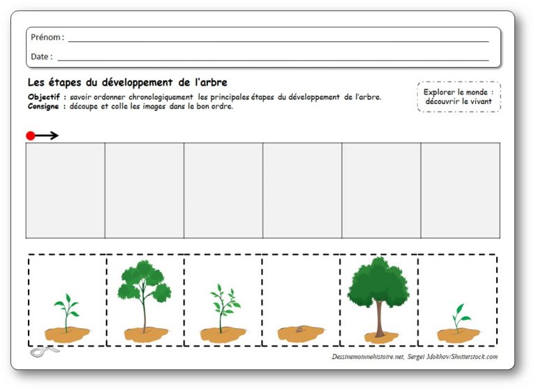 Images séquentielles de la graine à l'arbre le cycle de l'arbre en maternelle Images séquentielles de la graine à l'arbre le cycle de l'arbre en maternelle
