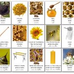 Imagier des abeilles apiculture maternelle