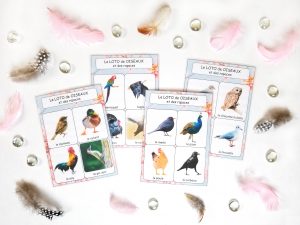 Loto sonore des chants des oiseaux et des rapaces