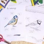 morphologie oiseau maternelle mésange