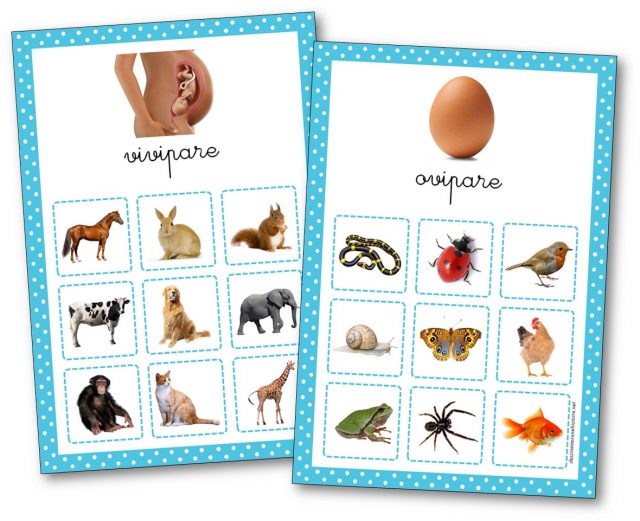 Affichage-animaux-ovipares-et-vivipares Affichage animaux ovipares et vivipares