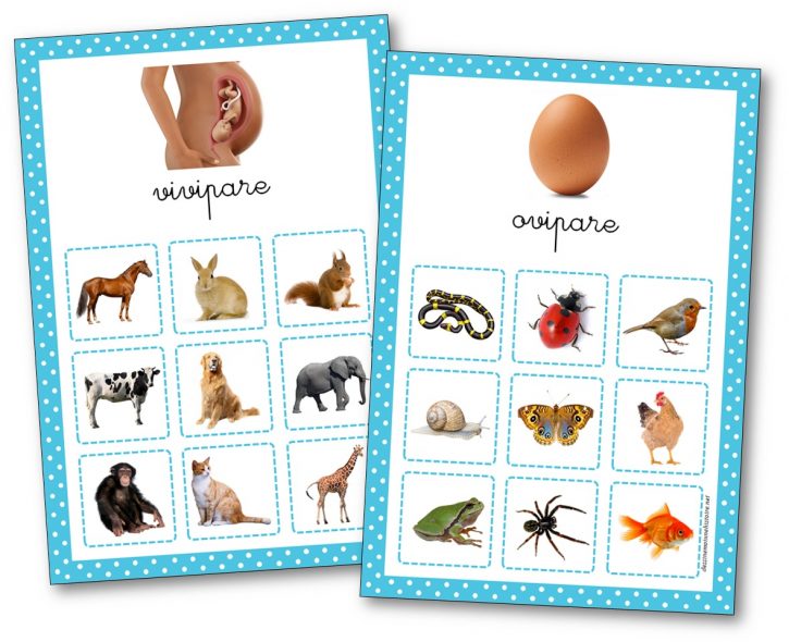 Affichage animaux ovipares et vivipares