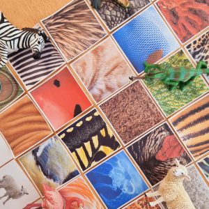 Jeu d association adulte animaux et leur caracteristiques physiques