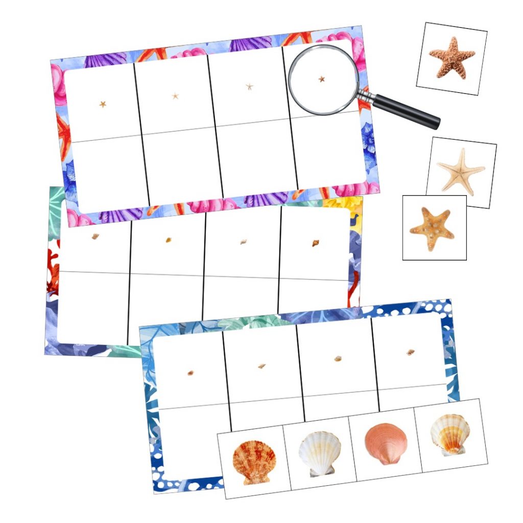 Jeu des détails à la loupe pour l'été : les coquillage atelier loupe coquillages maternelle